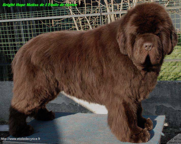 Фото: ньюфаундленд Bright Hope Matiss de L'Etoile de Cyrice