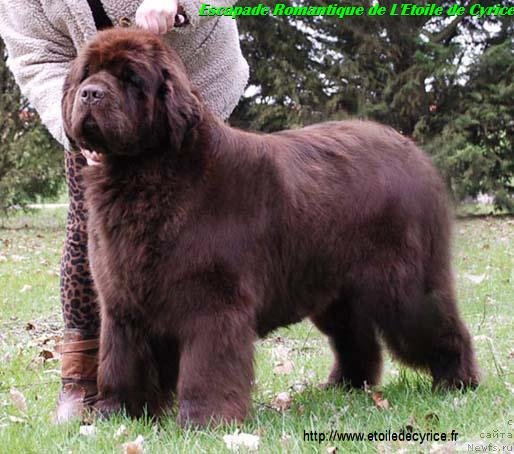 Фото: ньюфаундленд Escapade Romantique de L'Etoile de Cyrice