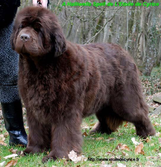 Фото: ньюфаундленд A Halliwells Spell de L'Etoile de Cyrice