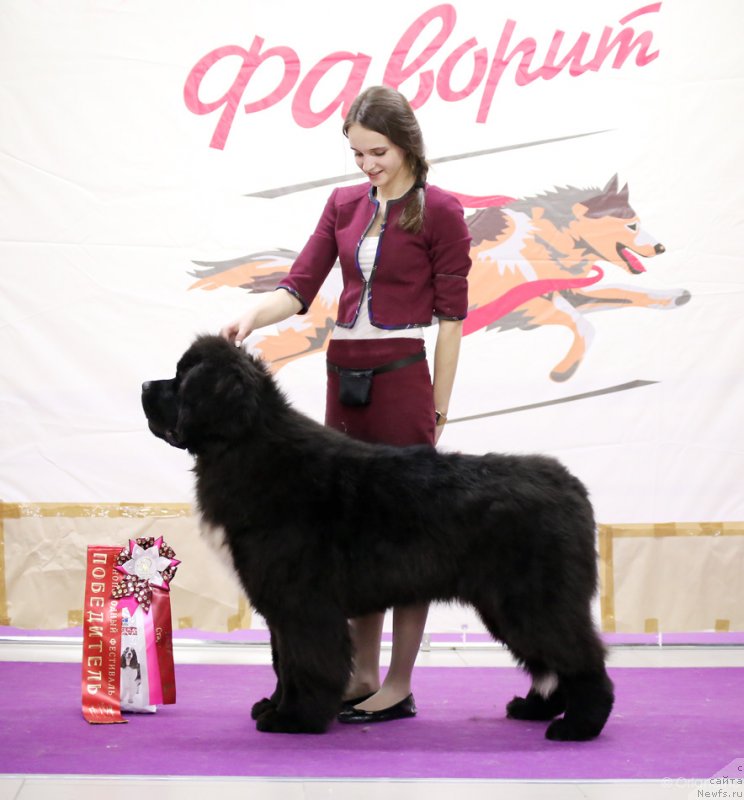 Фото: ньюфаундленд Cristalmar Mixed Emotion at Ursinus Velutus