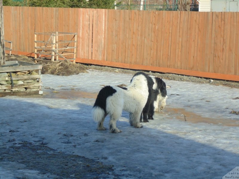 Фото: ньюфаундленд Varvara Krasa ot Karel'skih Medvedey (Варвара Краса от Карельских Медведей)