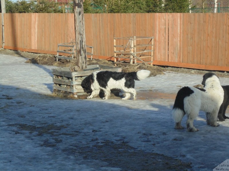 Фото: ньюфаундленд Varvara Krasa ot Karel'skih Medvedey (Варвара Краса от Карельских Медведей)