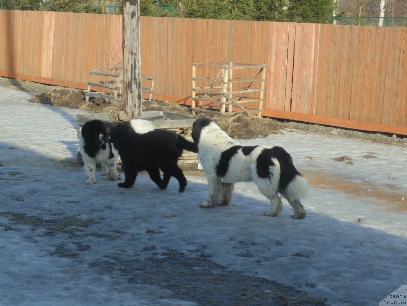 Фото: ньюфаундленд Varvara Krasa ot Karel'skih Medvedey (Варвара Краса от Карельских Медведей)