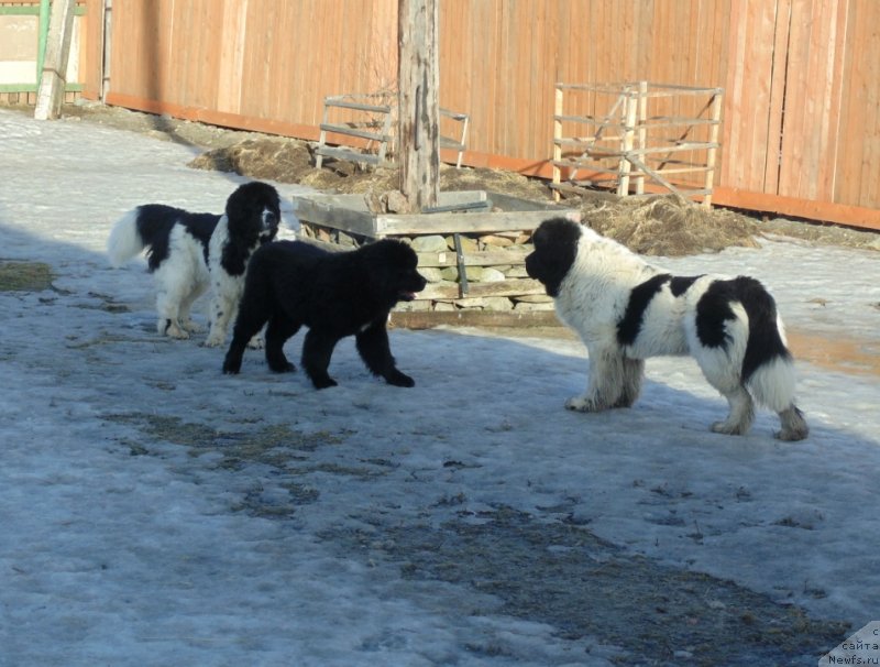 Фото: ньюфаундленд Varvara Krasa ot Karel'skih Medvedey (Варвара Краса от Карельских Медведей)