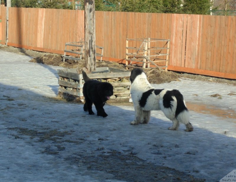 Фото: ньюфаундленд Varvara Krasa ot Karel'skih Medvedey (Варвара Краса от Карельских Медведей)