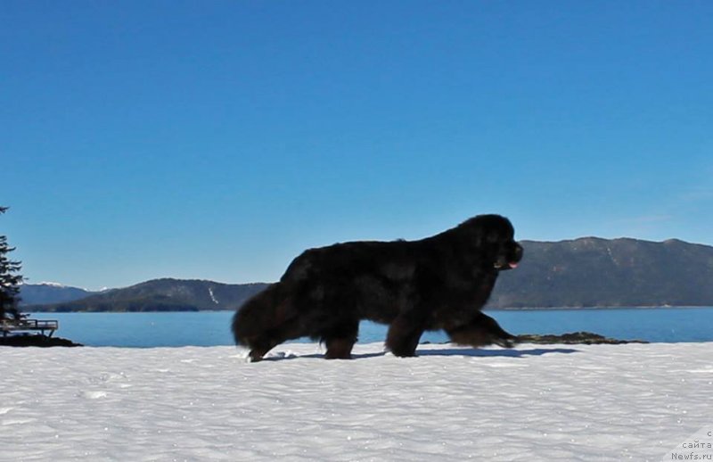 Фото: ньюфаундленд Chernaya Mafia Аngel Among Us (Черная Мафия Ангел Амонг Ус)