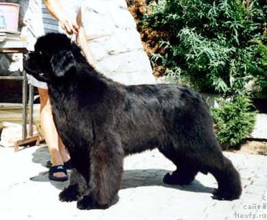 Фото: ньюфаундленд Kiss Princess von Aiching