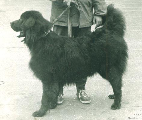 Фото: ньюфаундленд Blyek Demon (Блэк Демон)