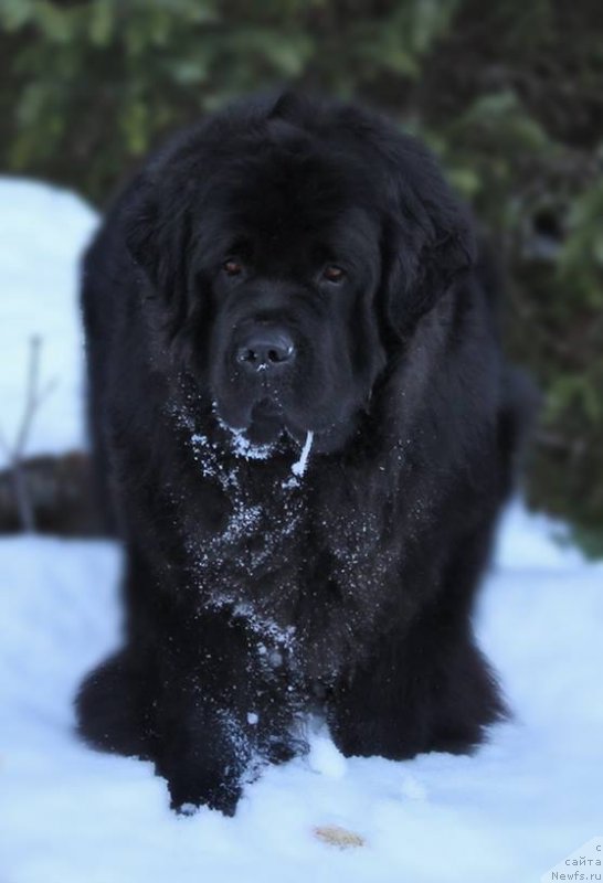 Фотография № 235009