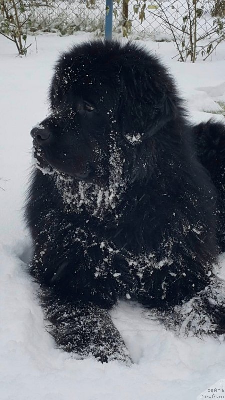 Фото: ньюфаундленд Inviting Look of Love (Инвайтинг Лук оф Лав)