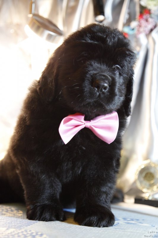 Фото: ньюфаундленд Perl of Sia Dips Jozetta (Перл оф Сиа Дипс Жозетта)