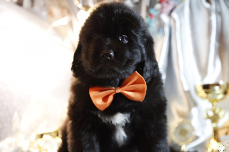 Фото: ньюфаундленд Perl of Sia Dips Jasmin (Перл оф Сиа Дипс Жасмин)