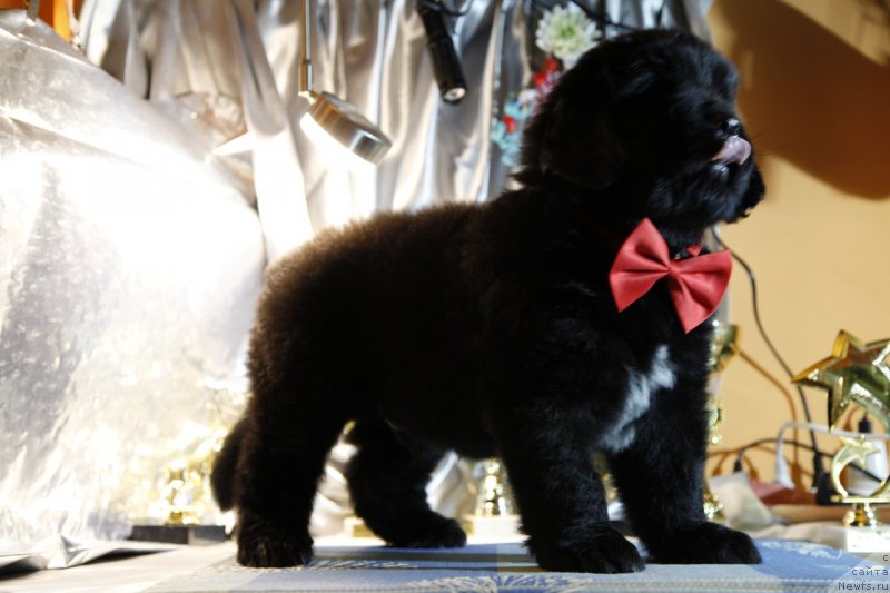 Фото: ньюфаундленд Perl of Sia Dips Jerar (Перл оф Сиа Дипс Жерар)