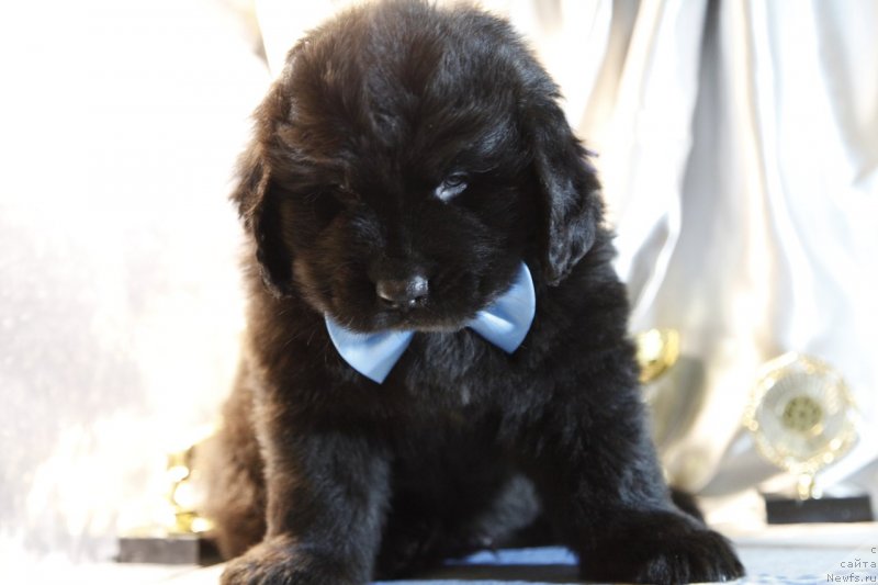 Фото: ньюфаундленд Perl of Sia Dips Jermyen (Перл оф Сиа Дипс Жермэн)