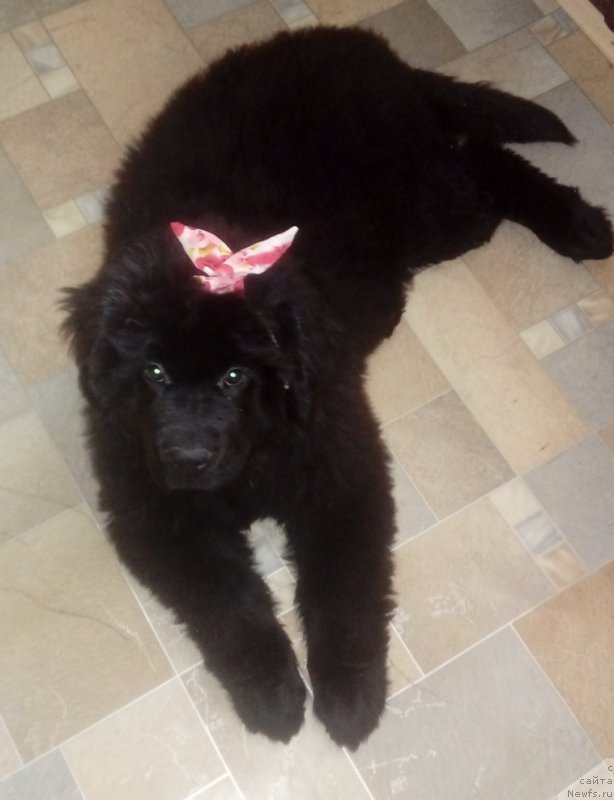 Фото: ньюфаундленд Vip Kollekshn Berz Star Varvara (Вип Коллекшн Берз Стар Варвара)