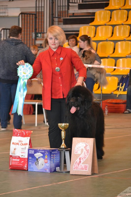 Фото: ньюфаундленд Ludvig Andreas fon Feyerbah (Людвиг Андреас фон Фейербах)