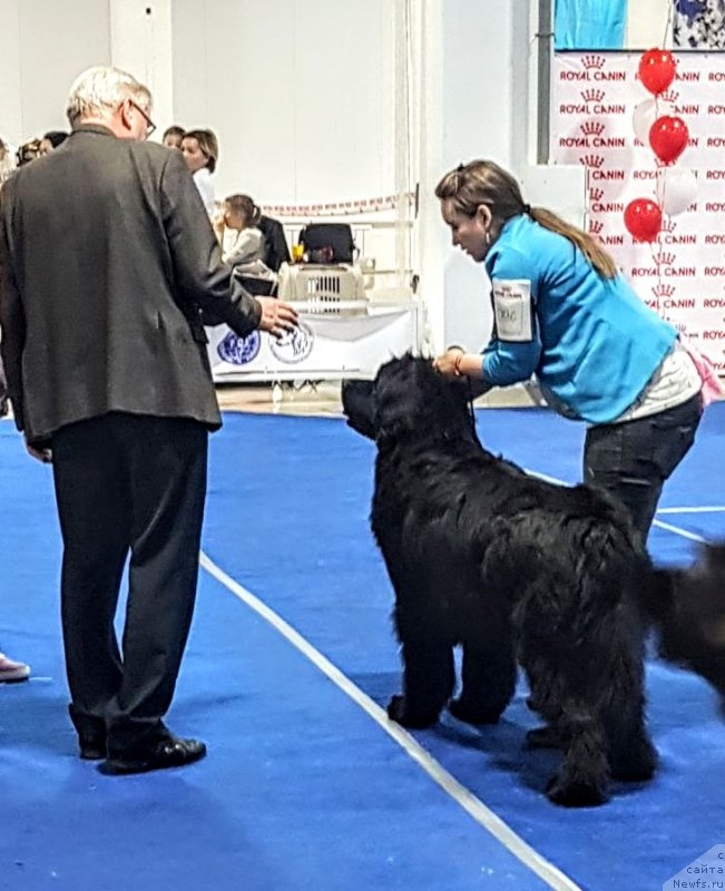 Фото: ньюфаундленд N'yufort Divnaya Diana (Ньюфорт Дивная Диана)