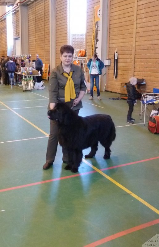 Фото: ньюфаундленд Inviting Look of Love (Инвайтинг Лук оф Лав), ньюфаундленд Inviting Look of Love (Инвайтинг Лук оф Лав)