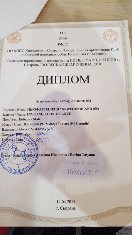 Фото: ньюфаундленд Inviting Look of Love (Инвайтинг Лук оф Лав)