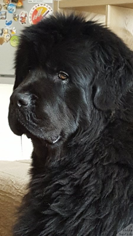 Фото: ньюфаундленд Inviting Look of Love (Инвайтинг Лук оф Лав)