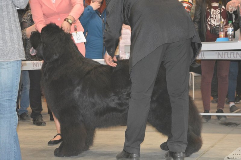 Фото: ньюфаундленд Indus ot Sibirskogo Medvedya (Индус от Сибирского Медведя)