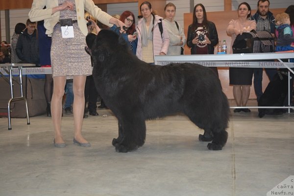 Фото: ньюфаундленд Aquatoriya Kelvin Avanturist (Акватория Келвин Авантюрист)