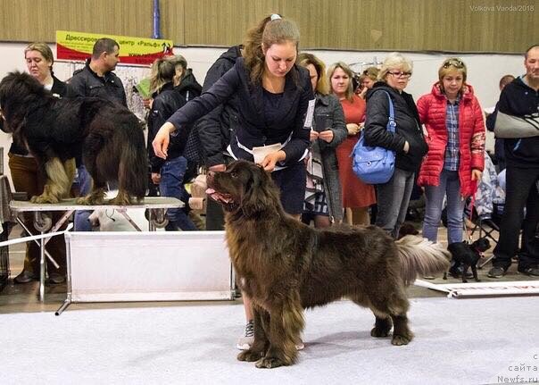 Фото: ньюфаундленд Brownblood MSK Drimi Ein (Браунблад МСК Дрими Эйн)