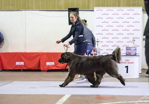 Фото: ньюфаундленд Brownblood MSK Drimi Ein (Браунблад МСК Дрими Эйн)