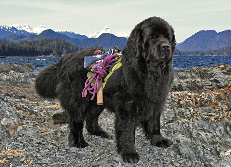 Фото: ньюфаундленд Chernaya Mafia Аngel Among Us (Черная Мафия Ангел Амонг Ус)