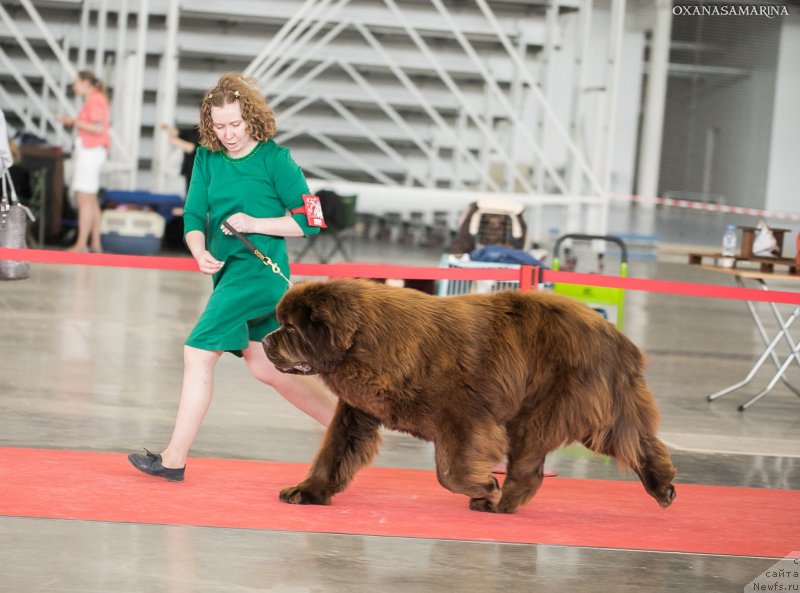 Фото: ньюфаундленд Brownblood MSK Veles Alister (Браунблад МСК Велес Алистер)