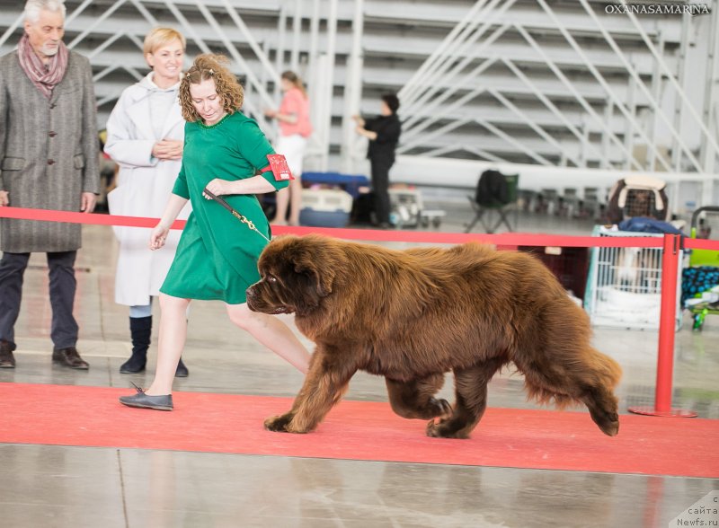 Фото: ньюфаундленд Brownblood MSK Veles Alister (Браунблад МСК Велес Алистер)