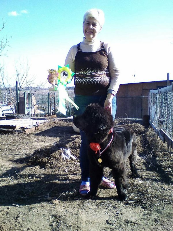 Фото: ньюфаундленд Cherniy Balu Miroslava (Черный Балу Мирослава)