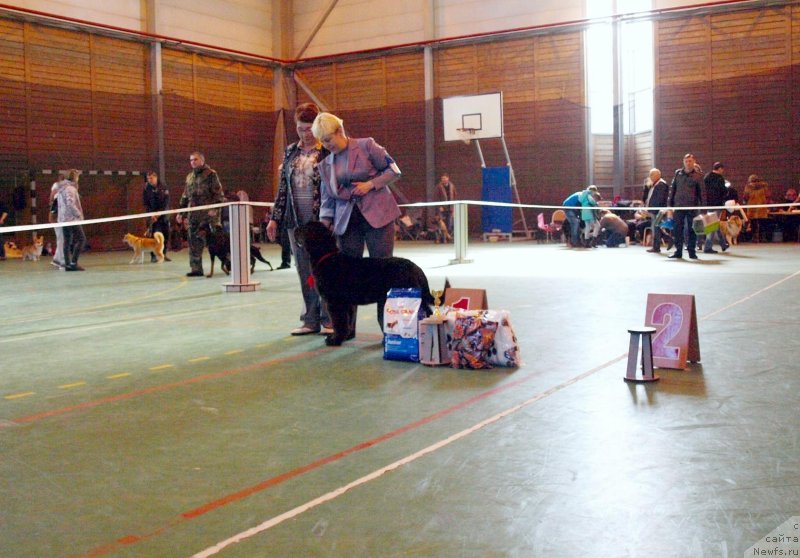 Фото: ньюфаундленд Cherniy Balu Miroslava (Черный Балу Мирослава)