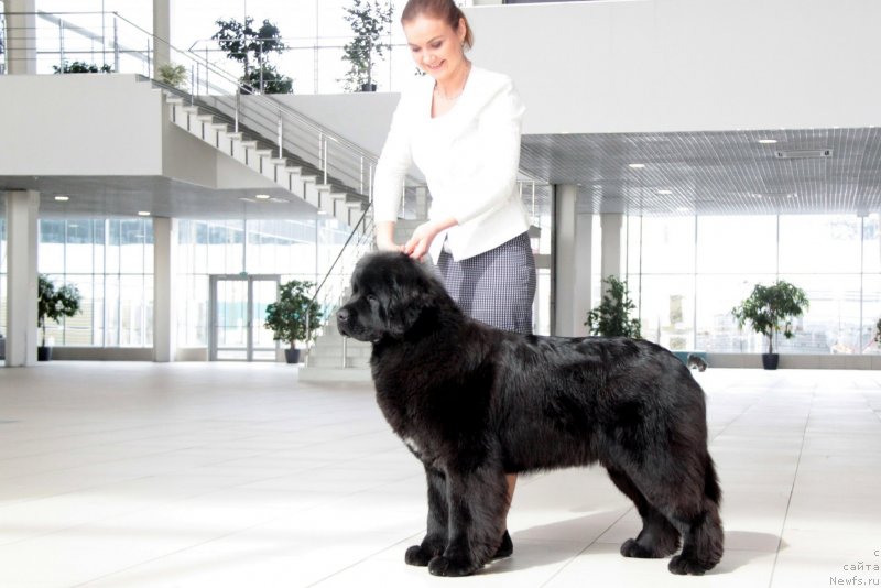 Фото: ньюфаундленд Akvian Song Tequila Gold (Аквиан Сонг Текила Голд)