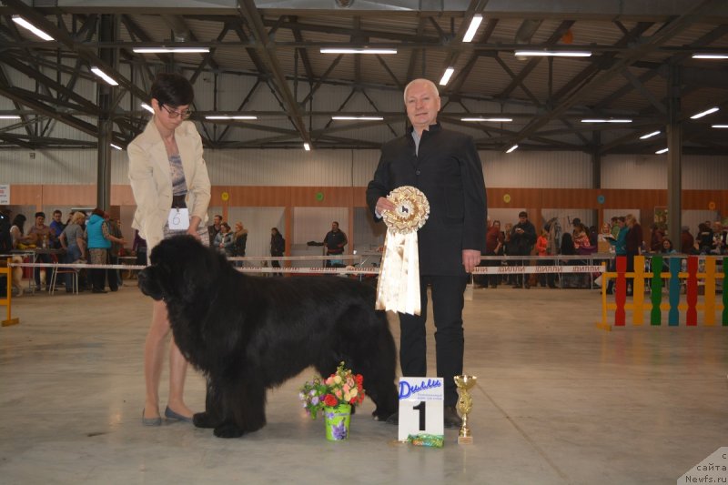 Фото: ньюфаундленд Flagman ot Sibirskogo Medvedja (Флагман от Сибирского Медведя)