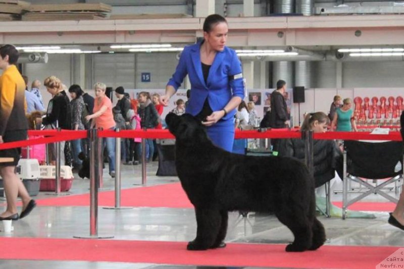 Фото: ньюфаундленд Akvian Song Tequila Gold (Аквиан Сонг Текила Голд)