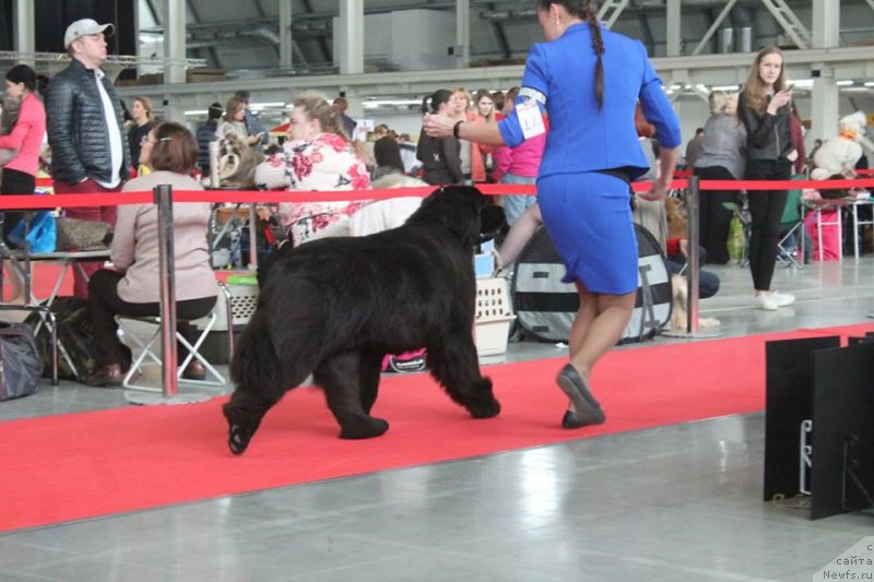 Фото: ньюфаундленд Akvian Song Tequila Gold (Аквиан Сонг Текила Голд)