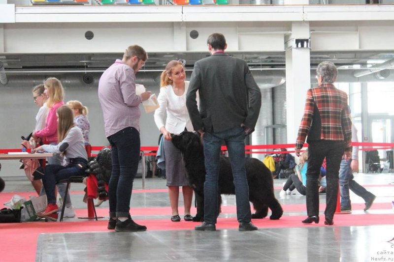 Фото: ньюфаундленд Akvian Song Tequila Gold (Аквиан Сонг Текила Голд)