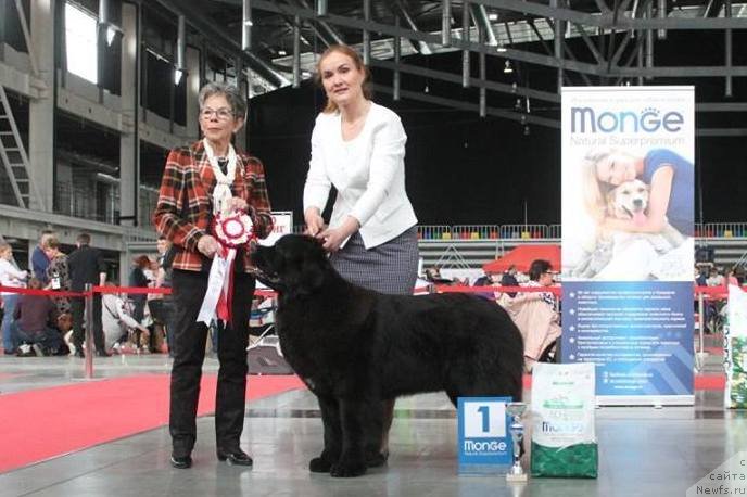 Фото: ньюфаундленд Akvian Song Tequila Gold (Аквиан Сонг Текила Голд)