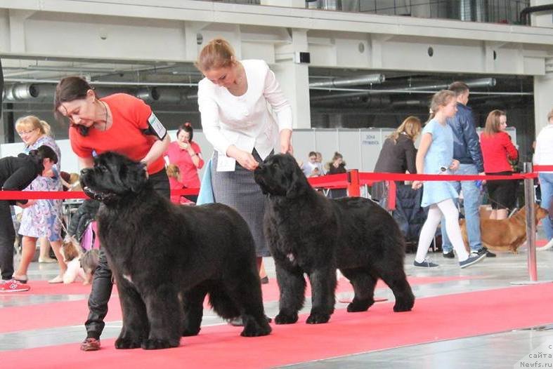 Фото: ньюфаундленд Moon Brook Eastern Express (Моон Броок Еастерн Ехпресс), ньюфаундленд Akvian Song Tequila Gold (Аквиан Сонг Текила Голд)