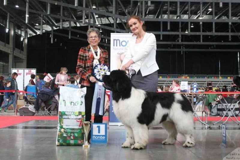 Фото: ньюфаундленд Oukaya Forever Le Grand Ami for-Akvian Song