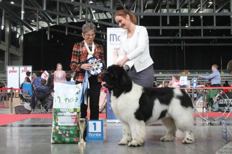 Фото: ньюфаундленд Oukaya Forever Le Grand Ami for-Akvian Song