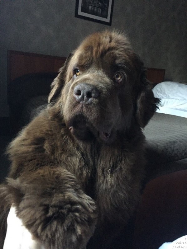 Фото: ньюфаундленд Naomi Tagoliri for Brouwnblood (Наоми Таголири фор Браунблад)