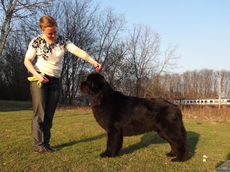 Фото: ньюфаундленд Chernyj Chank s Berega Dona (Черный Чанк с Берега Дона), Tat'yana Rozanova (Татьяна Розанова)