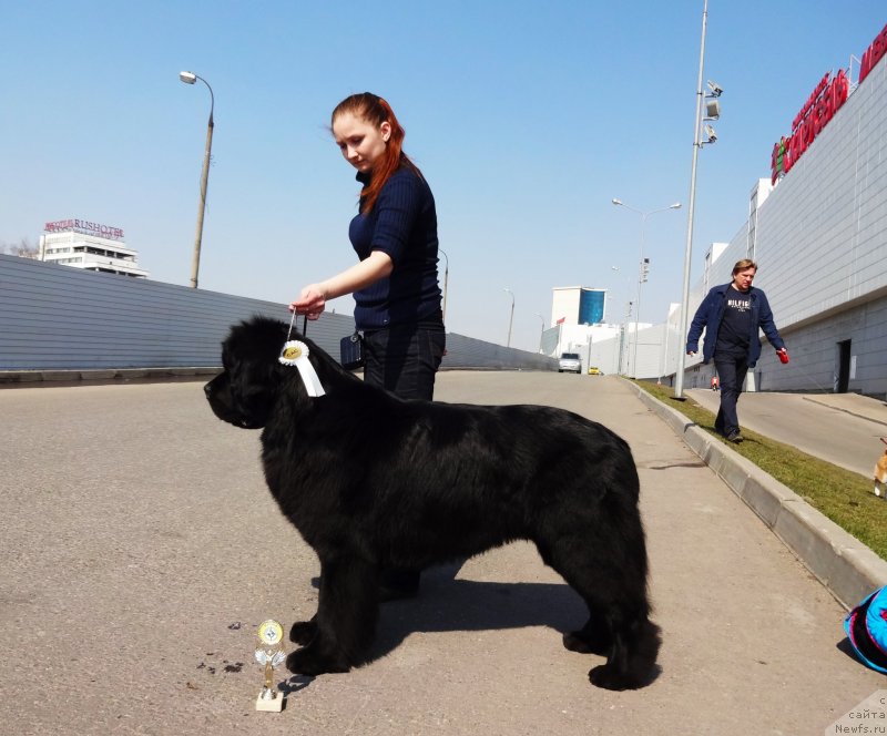 Фото: ньюфаундленд Chernyj Chank s Berega Dona (Черный Чанк с Берега Дона)