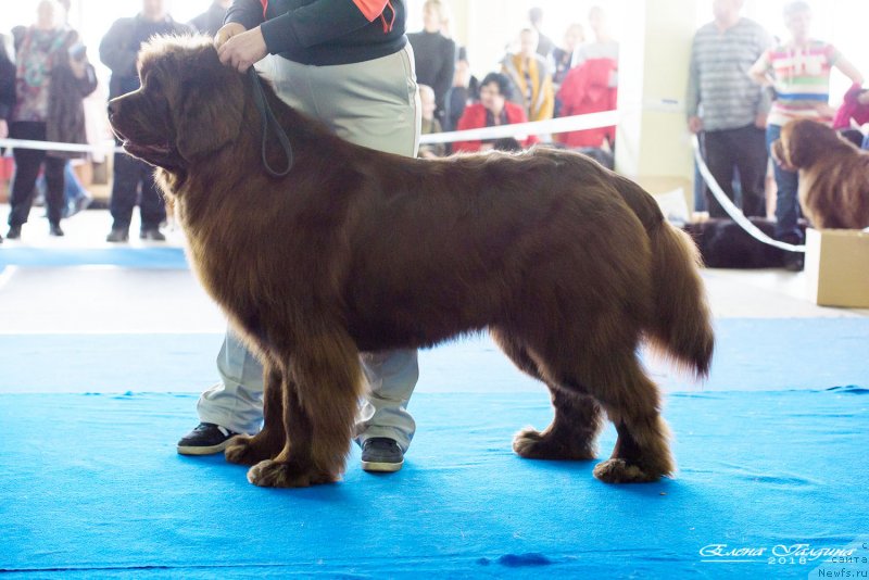 Фото: ньюфаундленд Hakku Shokoladnyy Medved (Хакку Шоколадный Медведь)