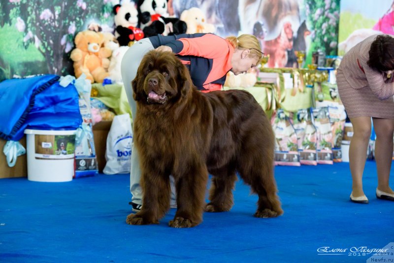 Фото: ньюфаундленд Hakku Shokoladnyy Medved (Хакку Шоколадный Медведь)