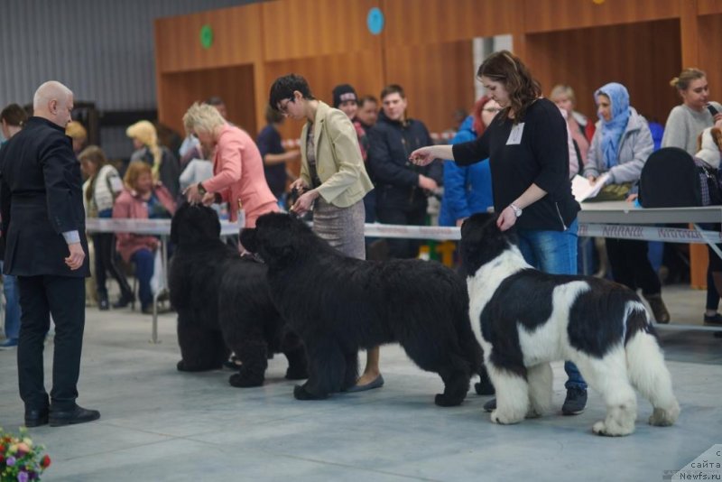 Фото: ньюфаундленд Much Better Kilnioji Sirdis, ньюфаундленд Aquatoriya Kelvin Avanturist (Акватория Келвин Авантюрист), ньюфаундленд Special Girl (Специал Герл)