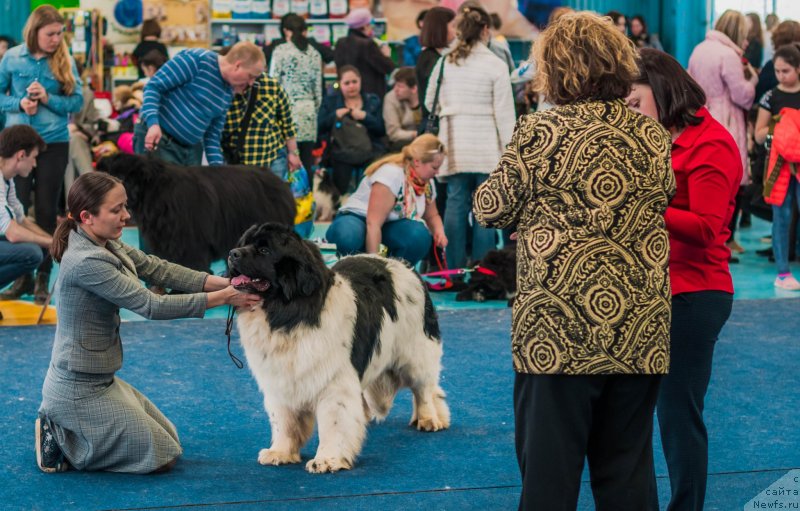 Фото: Kseniya Naumova (Ксения Наумова), ньюфаундленд Jofrey de Peyrak Mechta Jenschin (Жофрей де Пейрак Мечта Женщин)