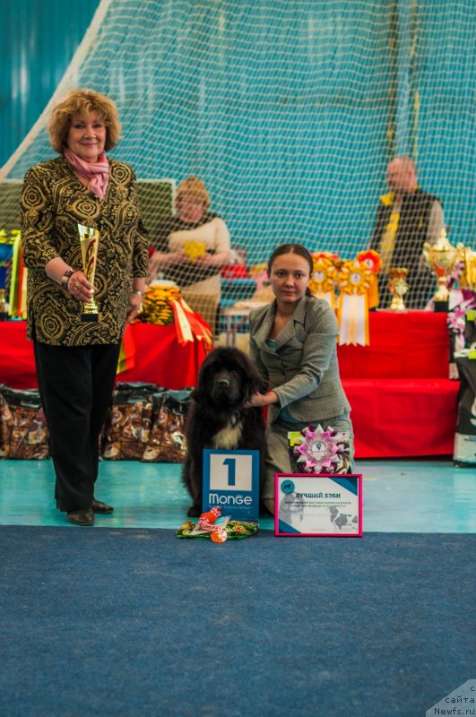 Фото: Kseniya Naumova (Ксения Наумова), ньюфаундленд Vladyka Gor Apriori Astera (Владыка Гор Априори Астера)